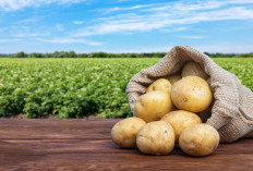 Kentang: Si Umbi Serbaguna yang Kaya Nutrisi dan Manfaat!