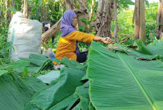 Harga Plastik Naik, Daun Pisang Menjadi Solusi Pembukus Dagangan