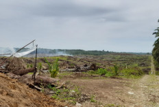 Produktivitas Menurun, Petani Sawit Mukomuko Ajukan Replanting 800 Hektare