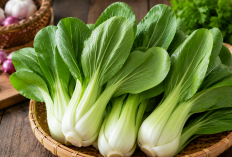 Manfaat Selada Romaine bagi Kesehatan: Kaya Vitamin K yang Baik untuk Menjaga Kesehatan Tulang