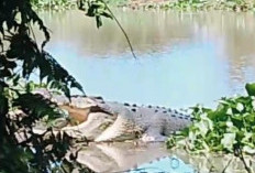 Pemancing Ikan Betok di Sungai Rumbai Diminta Waspada, Ada Buaya Mengintai
