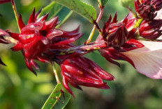 Rahasia Seduhan Sempurna: Cara Membuat Teh Rosela yang Enak, Benar, dan Kaya Manfaat
