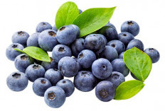 Manfaat Buah Blueberry untuk Kesehatan Otak dan Memori yang Lebih Tajam