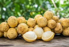 Manfaat Buah Duku bagi Kesehatan: Buah Manis Khas Nusantara yang Kaya Nutrisi