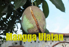 Cara Efektif dan Alami Mencegah dan Mengatasi Buah Mangga Agar Tidak Ulatan