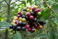 Manfaat Buah Kemayau bagi Kesehatan: Anggur Hutan Khas Kalimantan yang Unik