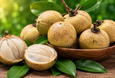 Manfaat Buah Menteng bagi Kesehatan: Buah Langka Nusantara yang Kaya Vitamin dan Serat