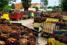 Harga TBS Sawit Di Mukomuko Terus Naik Mendekati Harga Awal