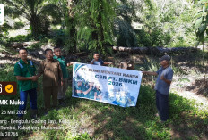 Berdampingan dengan Masyarakat, PT. BMK Salur Hewan Qurban Melalui CSR