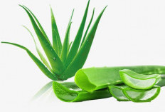 Khasiat Lidah Buaya untuk Mengatasi Luka, Dermatitis, dan Masalah Kulit Lainnya
