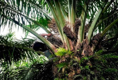 Ini Jenis-Jenis Penyakit Sawit yang Perlu Diketahui