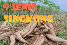 9 Macam Jenis Singkong Yang Jarang Diketahui, Dapat Dibedakan Dari Ukuran dan Warnanya