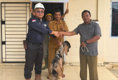 Harga TBS Anjlok, Jumlah Hewan Qurban di Gading Jaya Meningkat