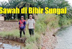 Lahan Sawah Warga dan Bibir Sungai di Mukomuko Bersanding Kurang Dari 1 Meter