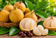 Manfaat Buah Kecapi bagi Kesehatan: Buah Tropis Tradisional yang Kaya Serat dan Vitamin