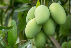 Buah Mangga Mahachanok Panen 100 Kg Per Pohon?  