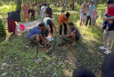 Hewan Kurban di Kecamatan Lubuk Pinang Tahun Ini Sebanyak 195 Ekor
