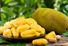 Manfaat Buah Cempedak bagi Kesehatan: Buah Tropis Harum dengan Kandungan Nutrisi Melimpah
