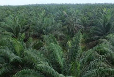 Dampak Nyata ke Depan Jika Lahan Sawah Banyak Alih Fungsi Jadi Lahan Sawit