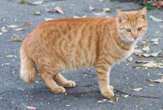 Kucing Oren: Si 'Preman' Berhati Emas, Pilihan Hewan Peliharaan Terbaik untuk Keluarga!