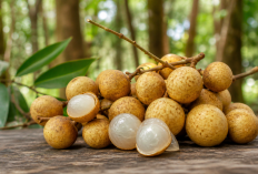 Manfaat Buah Kapul bagi Kesehatan: “Kelengkeng Hutan” yang Kaya Potensi