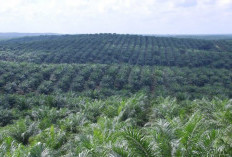 Selain Riau, Ternyata Ini Daerah Dengan Kebun Sawit Terluas di Indonesia