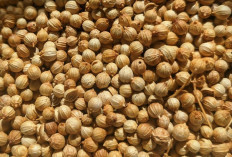 Ketumbar: Biji Mungil Kaya Manfaat, Rahasia Sehat Alami dari Dapur Anda!
