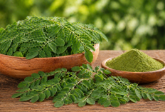 Manfaat daun kelor bagi Kesehatan: Superfood Alami yang Sering Terabaikan