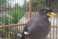 Daftar Nama Burung Yang Bisa Bicara, Nomor 5 Sering Beterbangan Sekitar Rumah