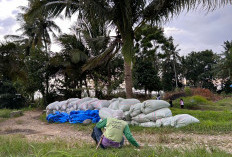 Sempat di Serang Banyak Hama, Akhirnya Petani DI Manjuto Kiri Mulai Panen Padi