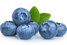 Kaya Nutrisi! Inilah Segudang Khasiat Buah Blueberry untuk Tubuh dan Kulit