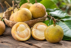 Manfaat Buah Kecapi bagi Kesehatan: Buah Tradisional Nusantara dengan Rasa Manis Asam