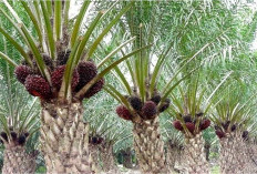 Obat Alami Mencegah Sawit Diserang Kumbang Tanduk