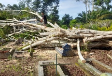 Kades Sido Makmur Imbau Warga Antisipasi Pohon Tumbang di Sekitar Rumah