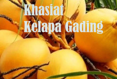 Lebih Dari Segar Dinikmati Airnya, Kelapa Gading Minuman Sehat Punya banyak Khasiat