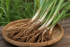 Manfaat Akar Alang-Alang bagi Kesehatan: Herbal Liar dengan Khasiat Alami