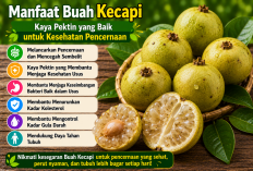 Manfaat Buah Kecapi bagi Kesehatan: Kaya Pektin yang Baik untuk Kesehatan Pencernaan