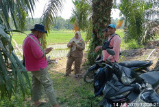 Investor Masuk, Kesejahteraan Petani Sawah di Mukomuko Ditargetkan Meningkat