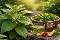 Daun Dewa: Tanaman Pekarangan yang Dipercaya Membantu Menurunkan Asam Urat dan Tekanan Darah