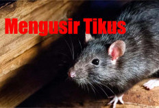 Mengusir Tikur dari Rumah Yang Efektif, Begini Caranya Yang Tidak Membahayakan 