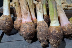 Ubi Talas, Pangan Lokal Kaya Manfaat yang Kembali Naik Daun