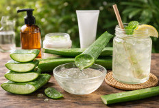 Lidah Buaya: Tanaman Sejuk dengan Manfaat Besar untuk Kulit dan Pencernaan