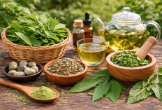 Daun Tempuyung: Tanaman Liar yang Dipercaya Ampuh Menghancurkan Batu Ginjal