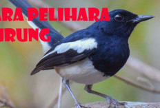 Cara Merawat Burung Peliharaan Supaya Rajin Berbunyi, Sangkar Menentukan