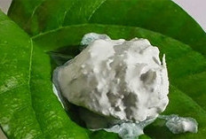 Tujuan Penggunaan Kapur Sirih Saat Memasak Makanan, Berikut Caranya