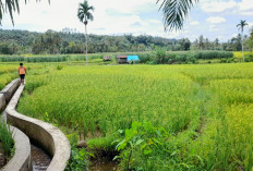 Pastikan Pupuk Subsidi Tepat Sasaran, Pendataan Poligon Sawah Dilakukan Perorangan