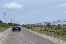 Sapi Dilepas Liar di Kawasan Bandara Mukomuko Mengancam Keselamatan Pemudik Lebaran