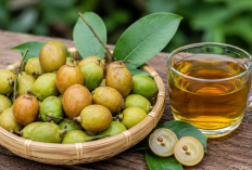 Manfaat Buah Kecapi bagi Kesehatan: Buah Tradisional dengan Rasa Manis Asam