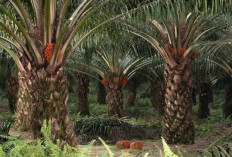 Ini Penyebab Sawit Sulit Berbuah