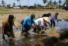 Tingkatkan Hasil Panen, Distan Ajak Petani Mukomuko Gunakan Pupuk Organik